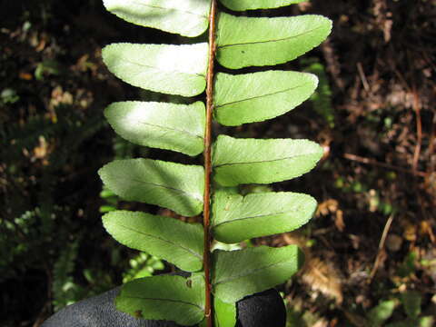 Image of Boston swordfern