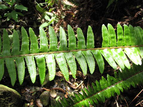 Image of Boston swordfern