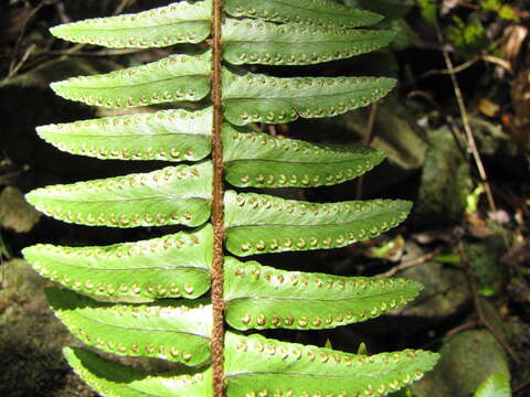 Image of Boston swordfern