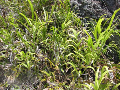 Imagem de Pteris cretica L.