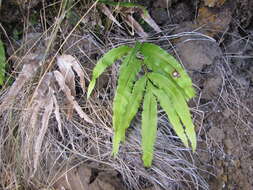 Imagem de Pteris cretica L.