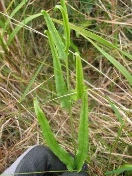 Imagem de Pteris vittata L.