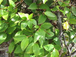 Image of Wikstromeia oahuensis