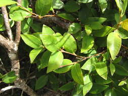 Image of Wikstromeia oahuensis
