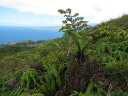 Image of Hapu'u'ii