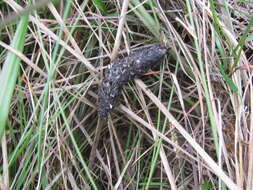 Image of Broomsedge Bluestem