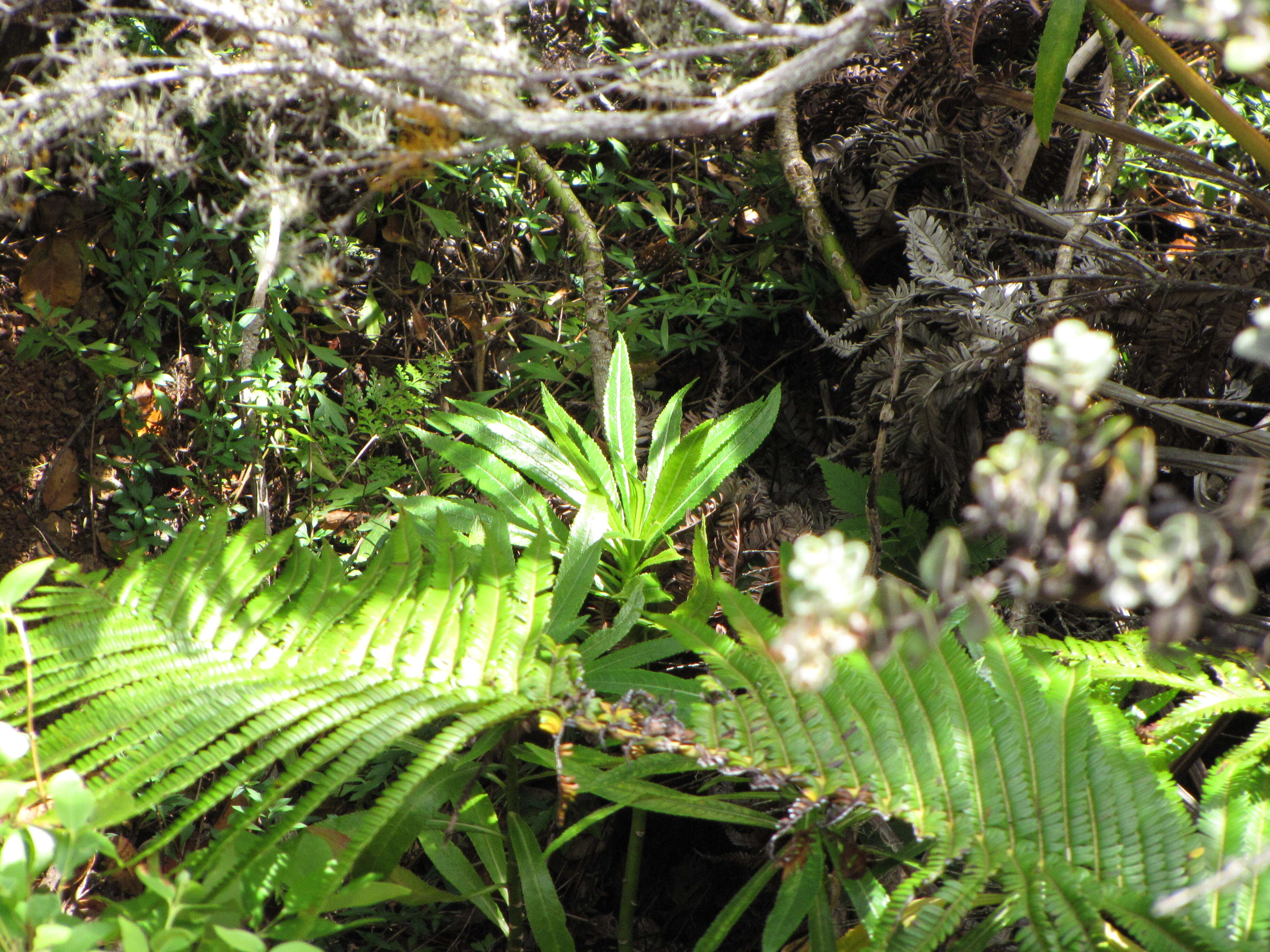 Imagem de Lobelia hypoleuca Hillebr.