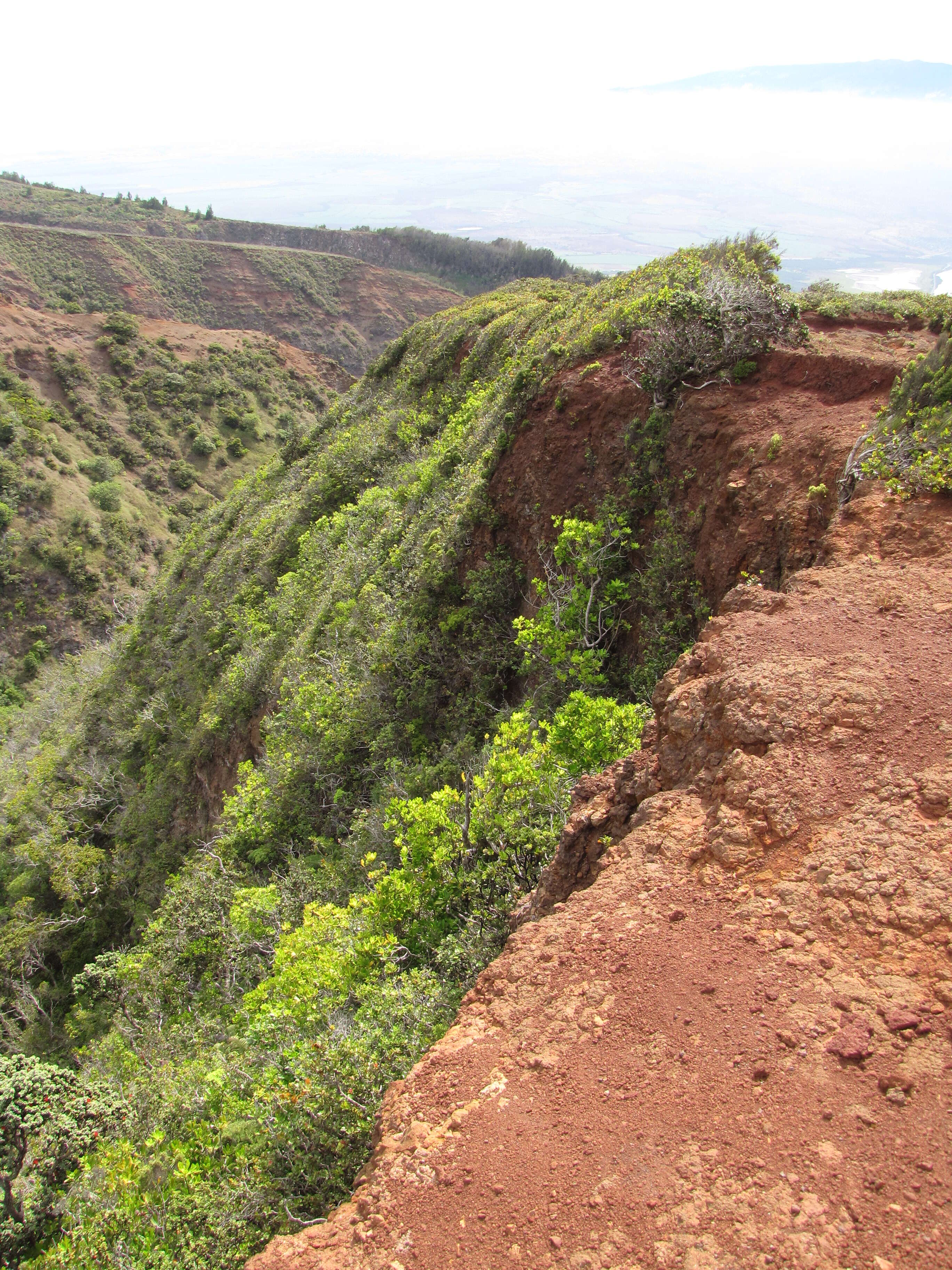 Image of kolea lau nui