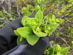 Image of Wikstromeia oahuensis