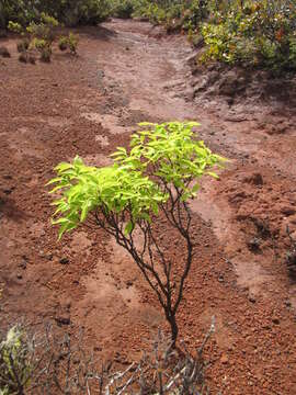 Image of Wikstromeia oahuensis