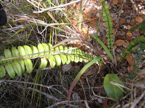 Image of Boston swordfern