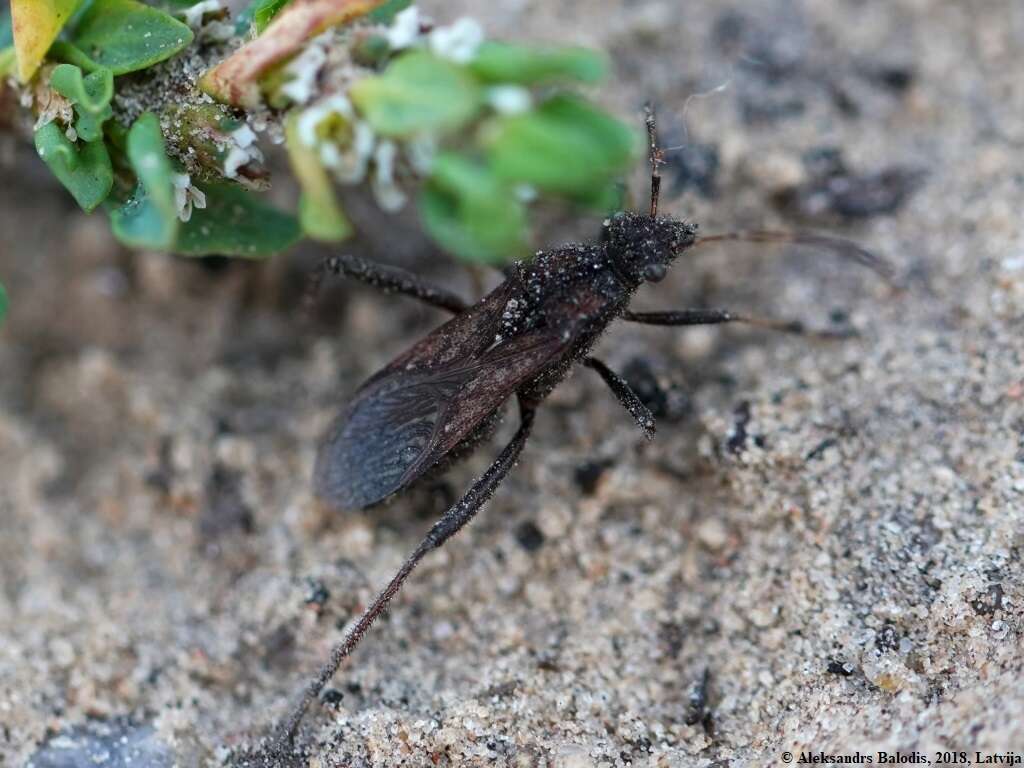 Image of Redbacked broad-headed bug