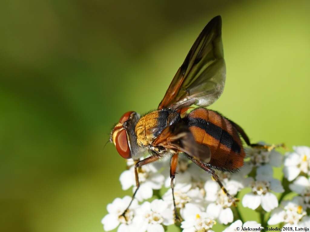 Imagem de Ectophasia crassipennis (Fabricius 1794)