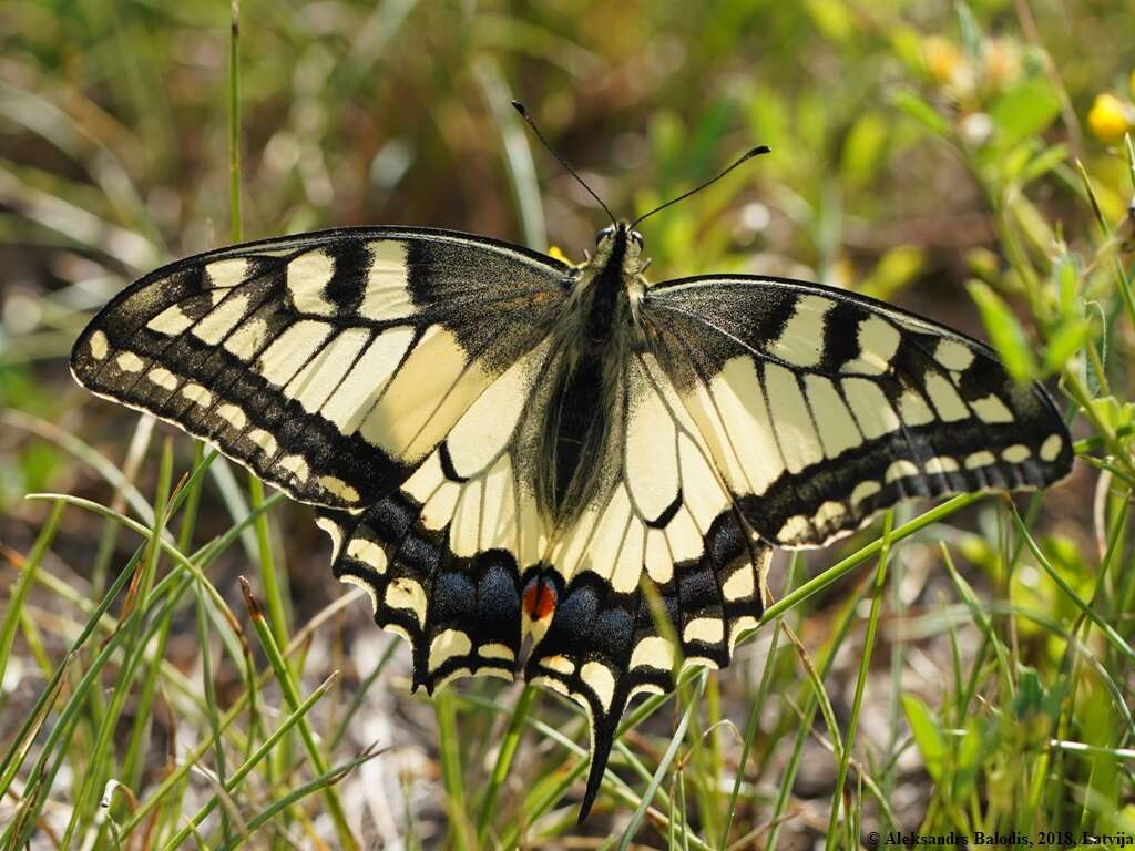 Image of Old World Swallowtail