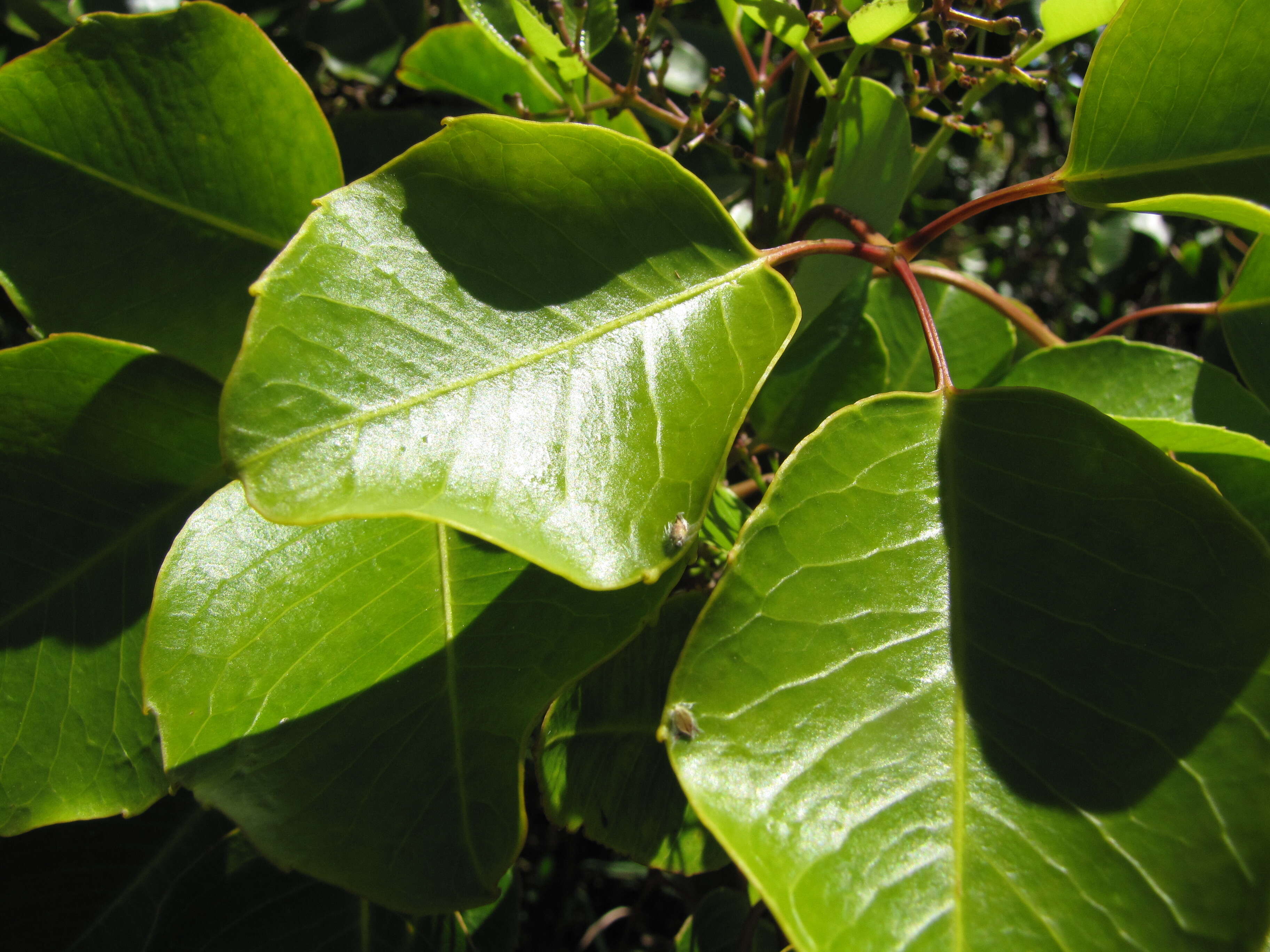 Cheirodendron trigynum (Gaudich.) A. Heller resmi