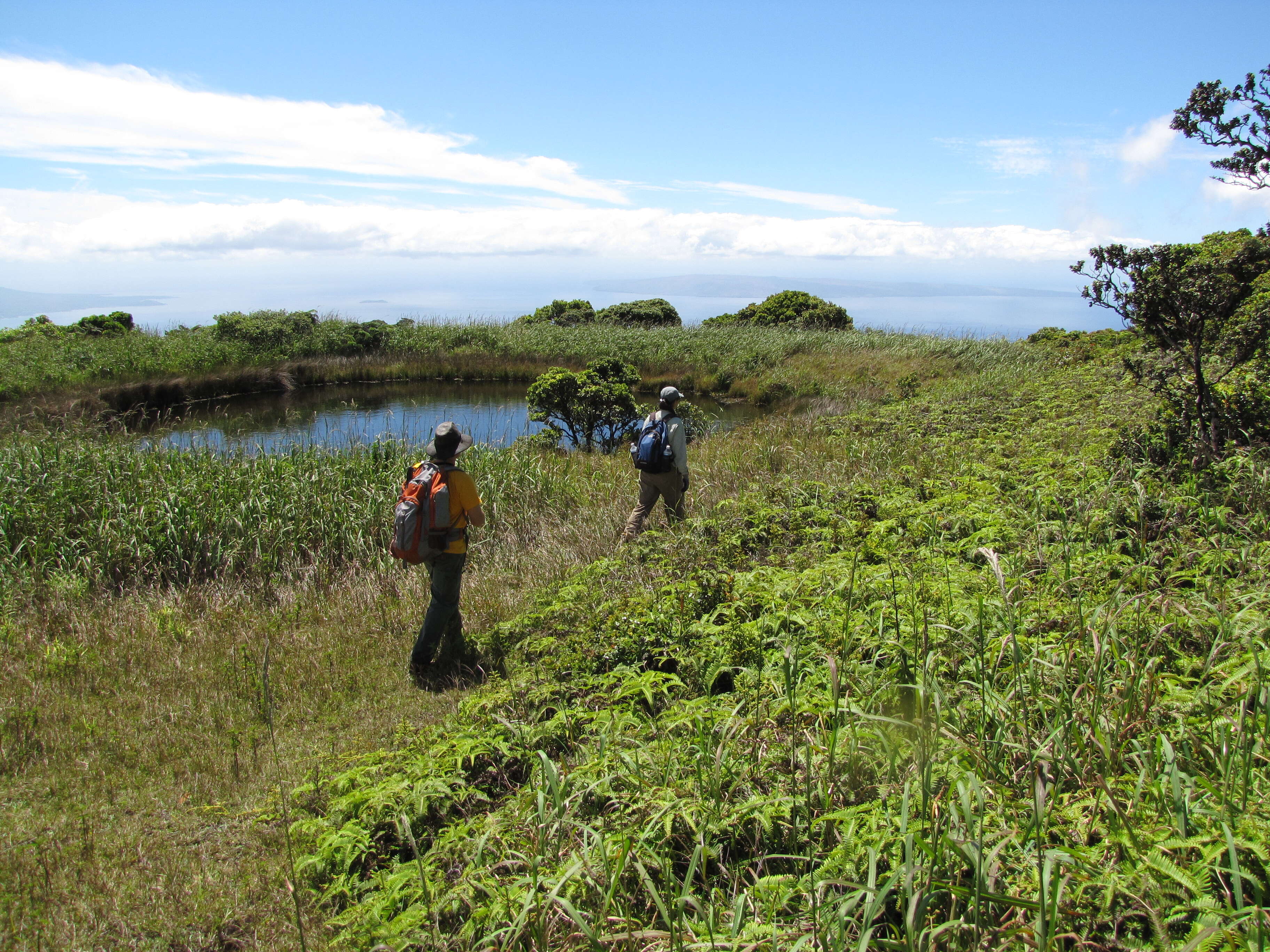 Image of sourgrass