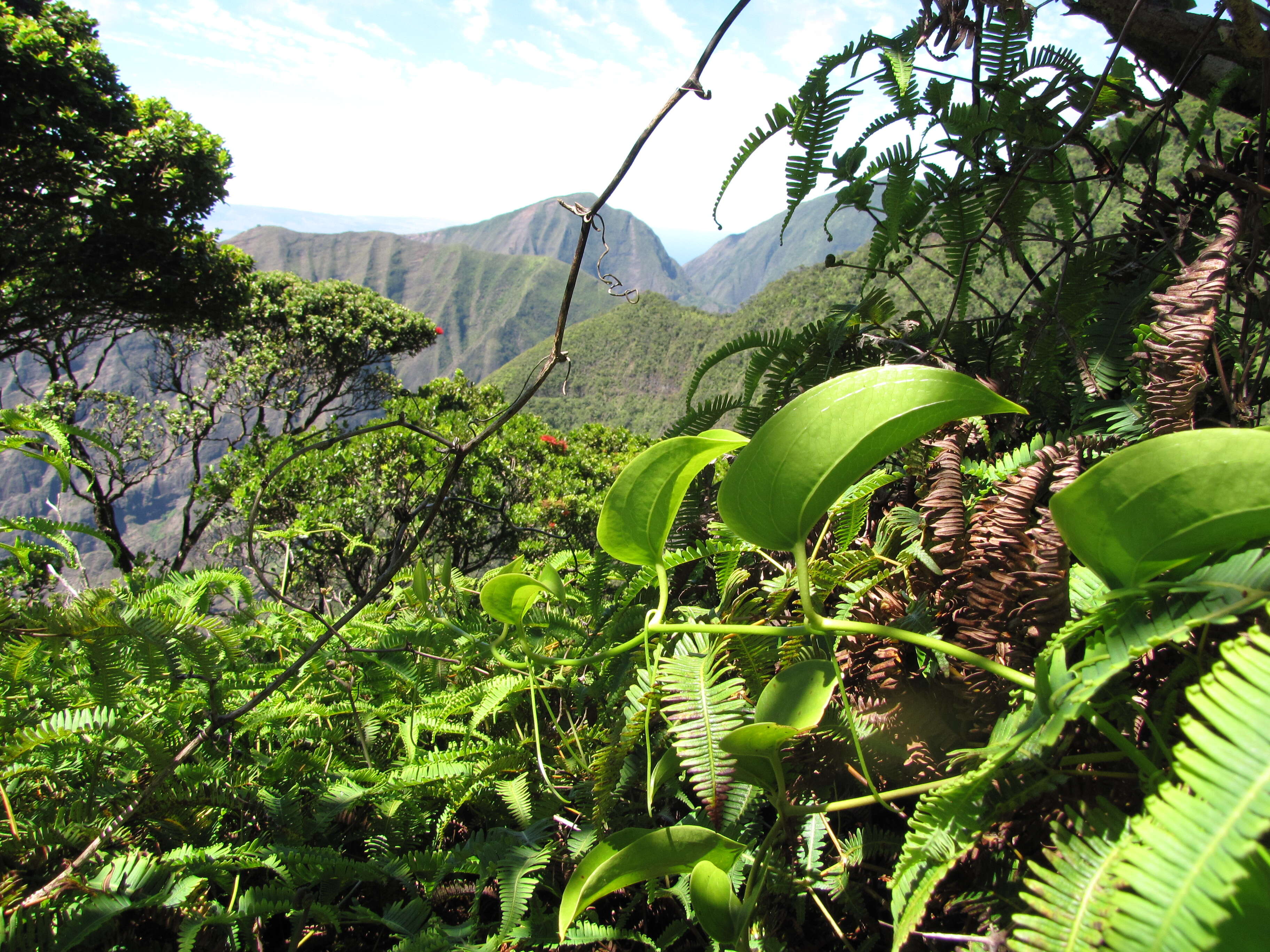 Image of Hawai'i greenbrier