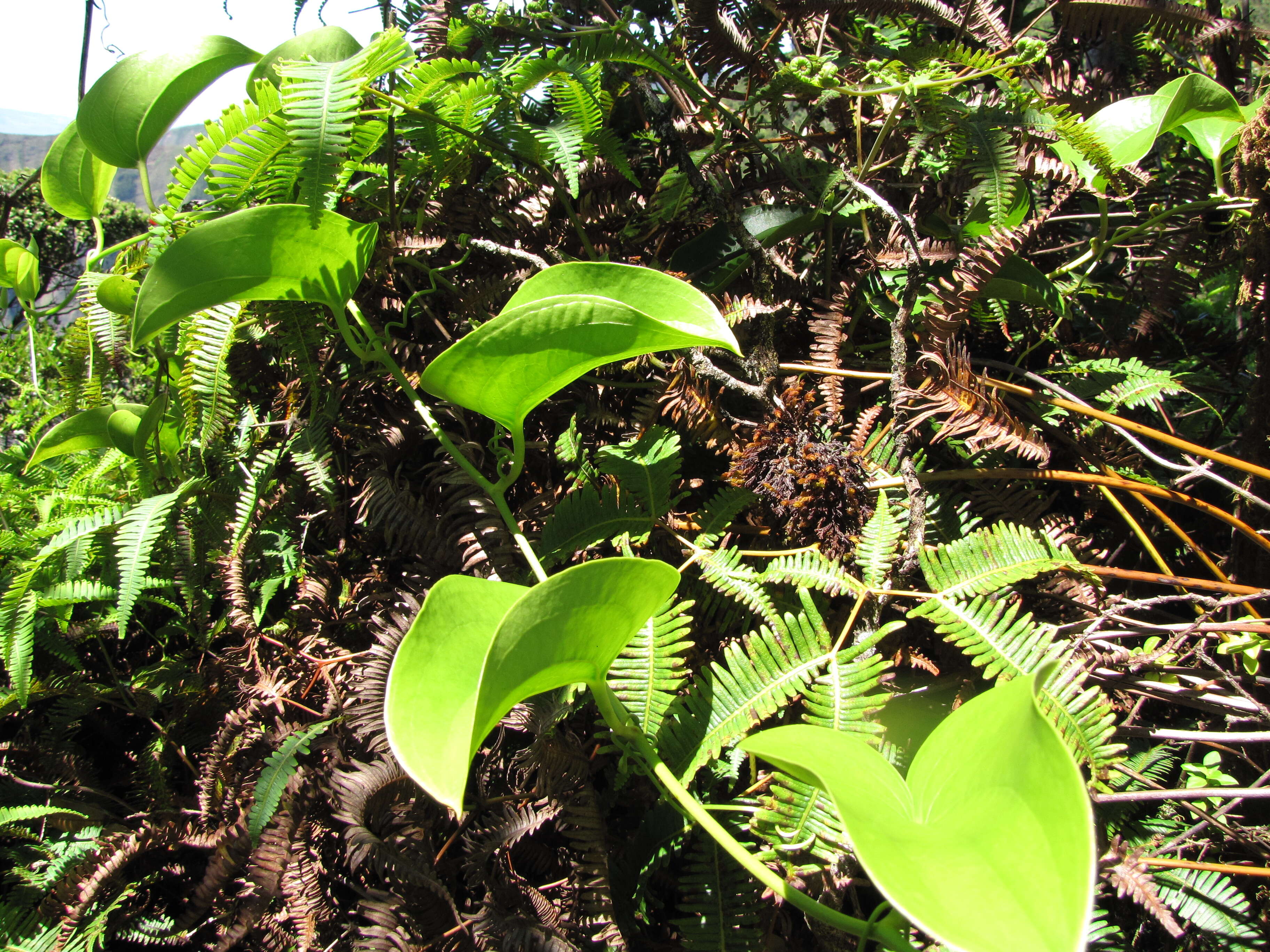 Image of Hawai'i greenbrier