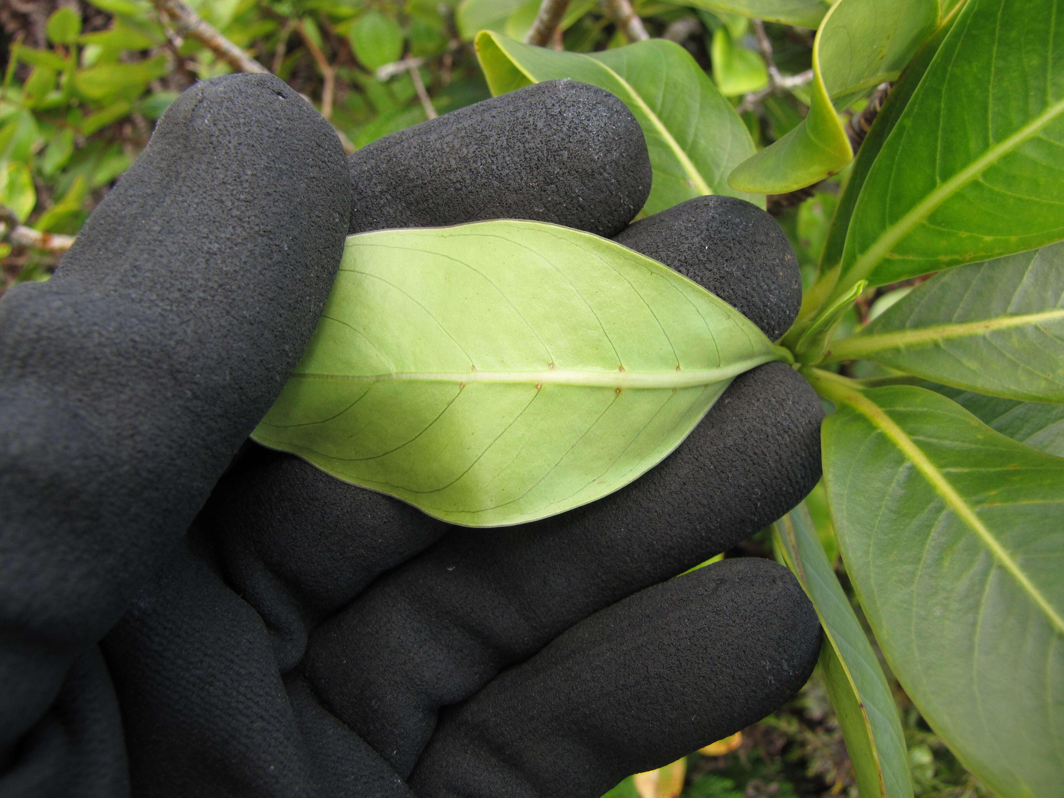 Plancia ëd Psychotria mariniana (Cham. & Schltdl.) Fosberg