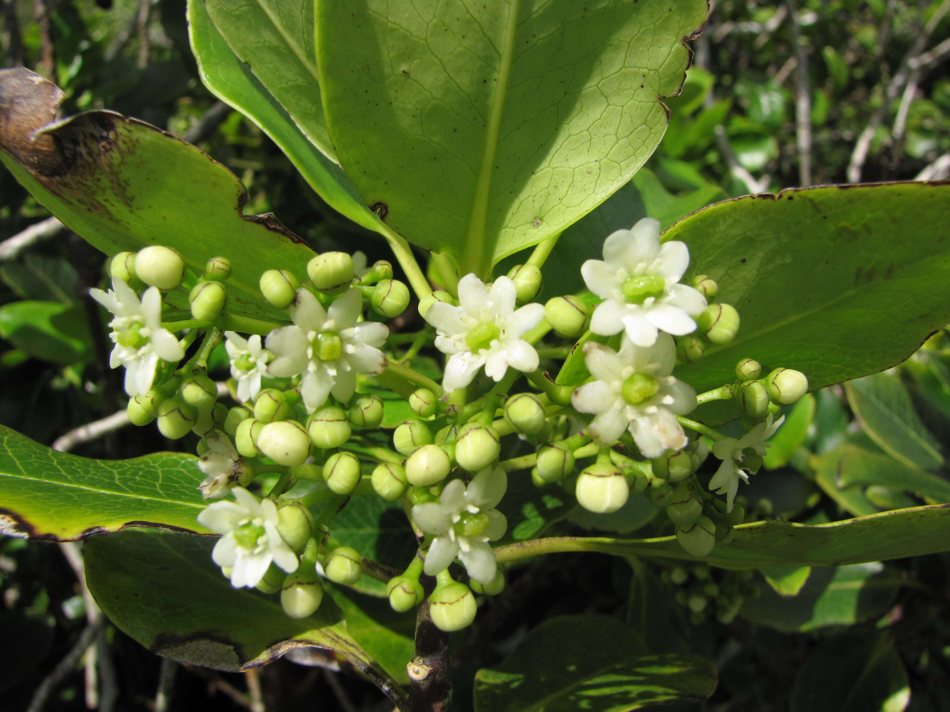 Image of Hawai'i holly