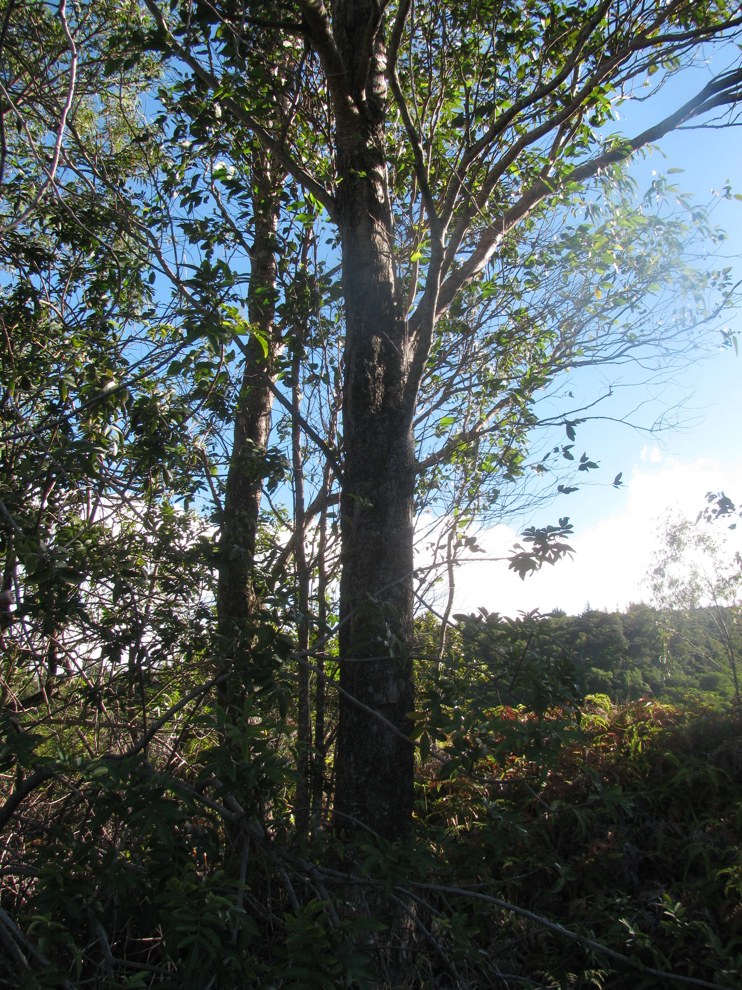 Image of Saligna Eucalyptus