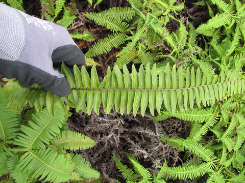 Image of Boston swordfern