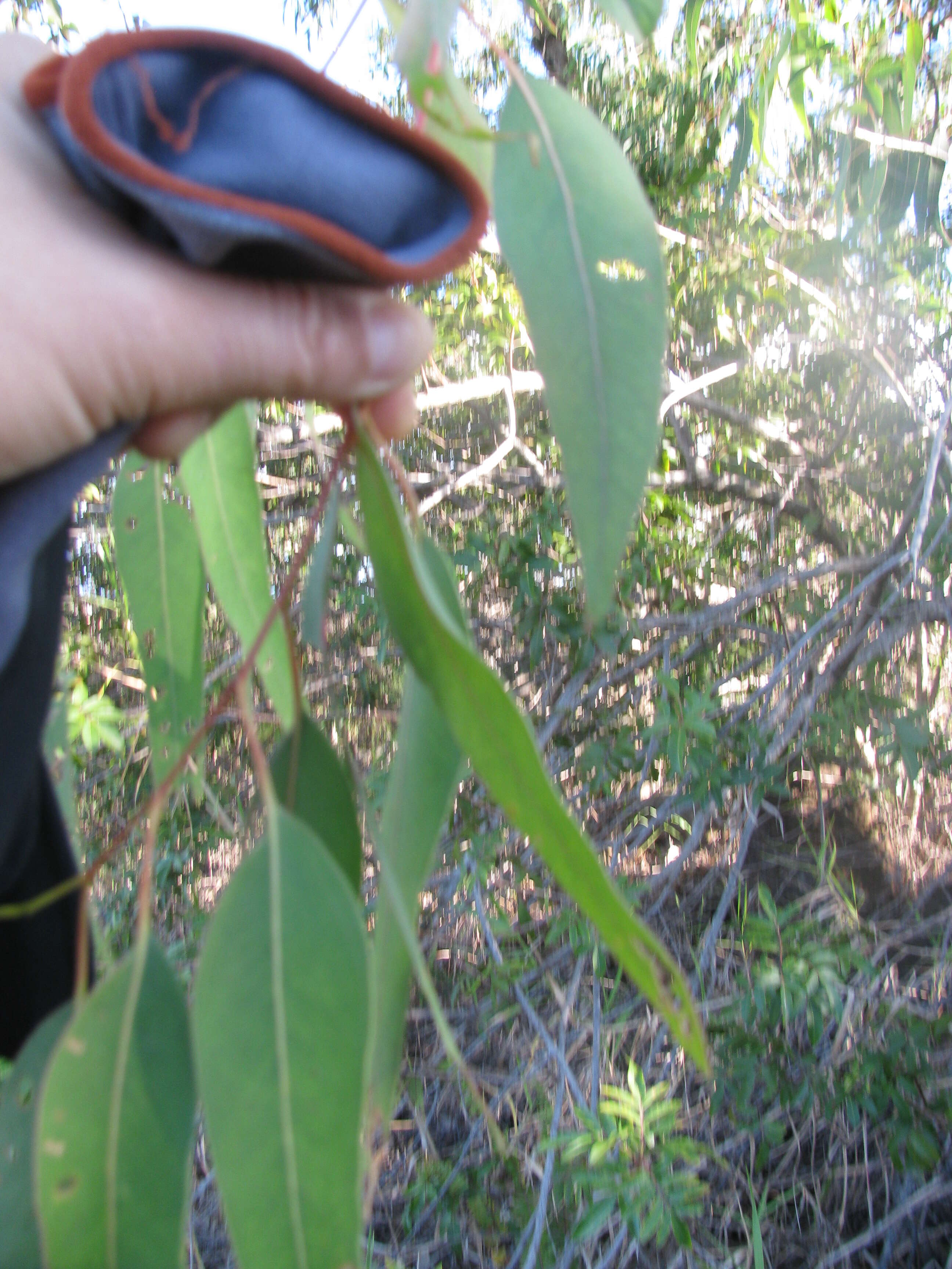 Image of Saligna Eucalyptus