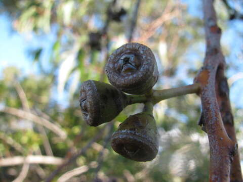 Image of Saligna Eucalyptus