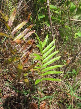 Image of Hottentot Fern