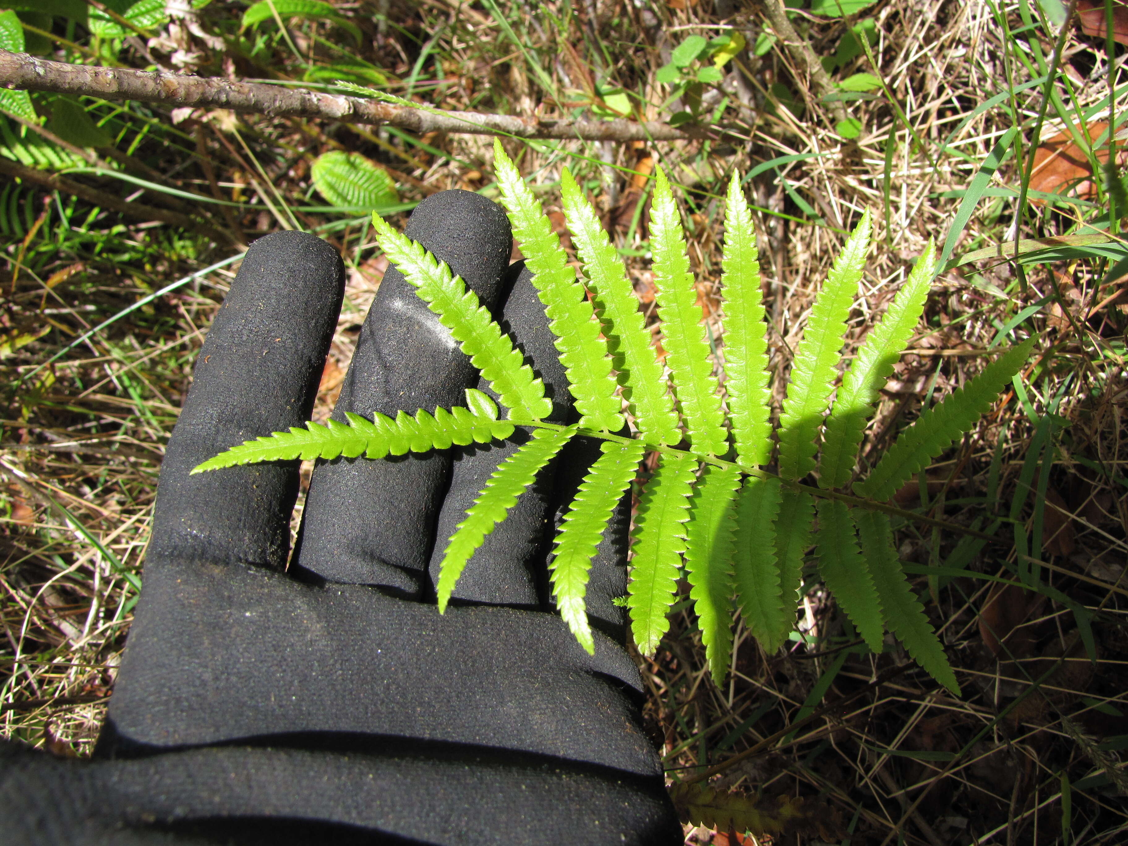 Image of Hottentot Fern