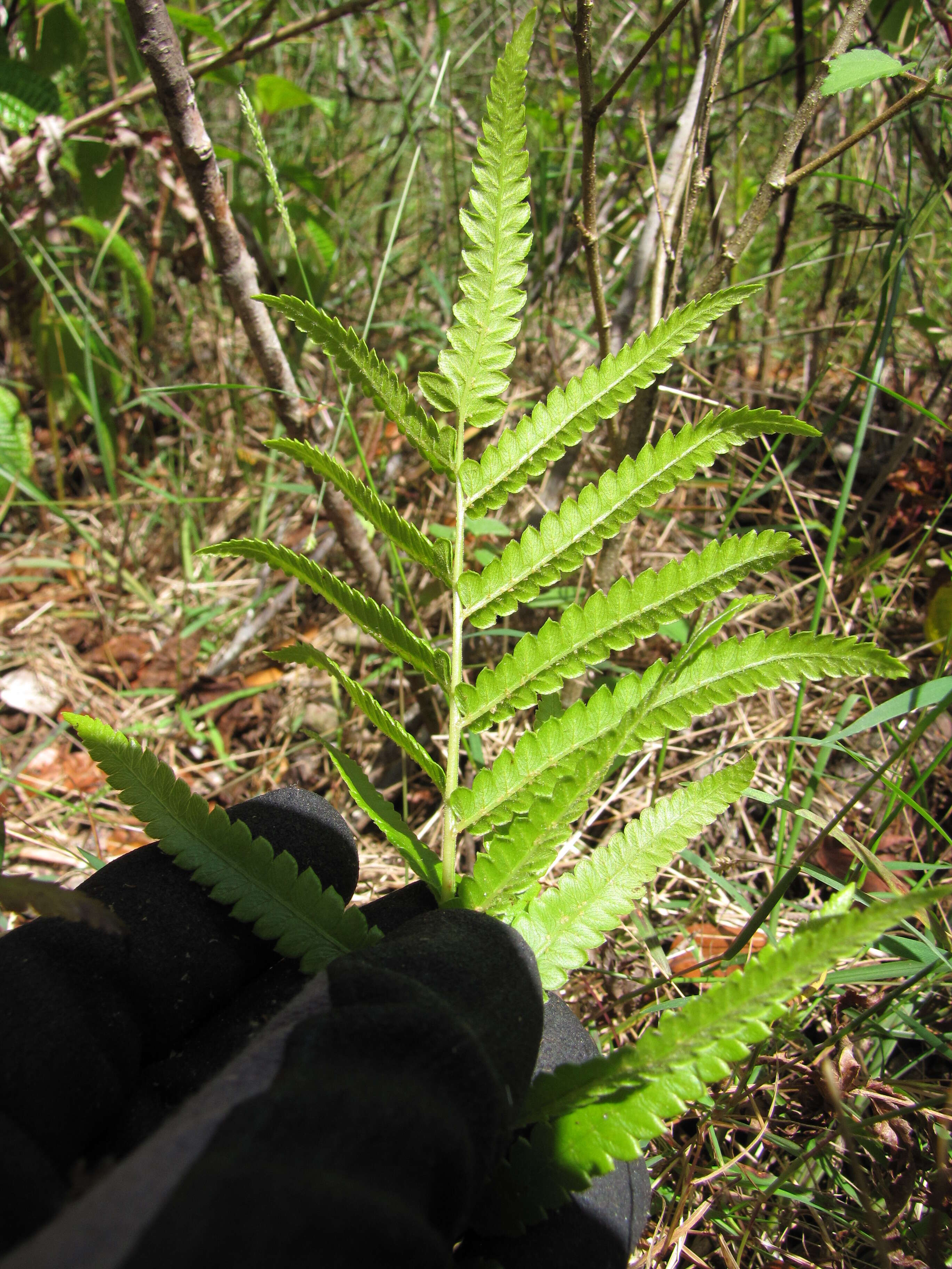 Image of Hottentot Fern