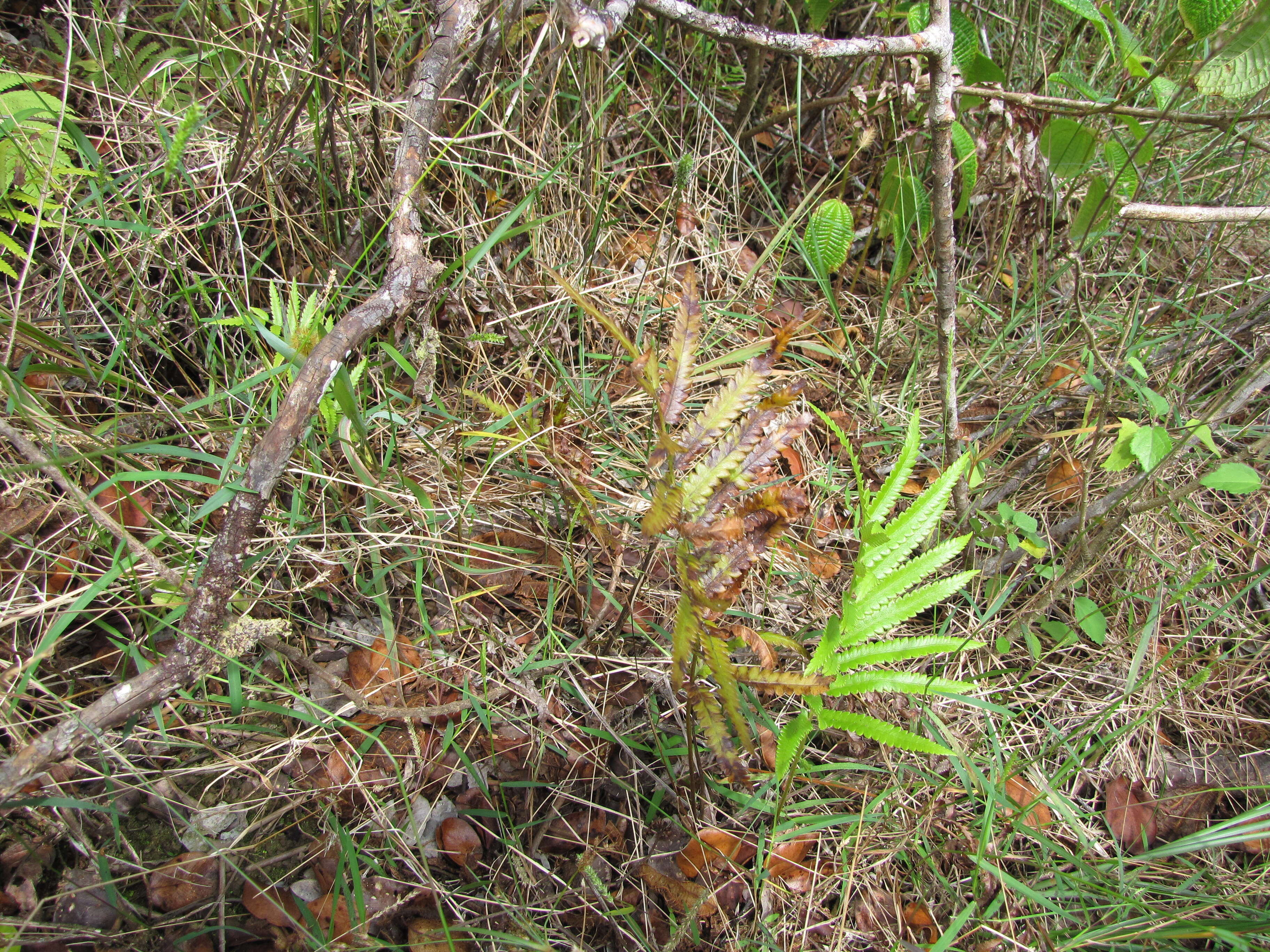 Image of Hottentot Fern