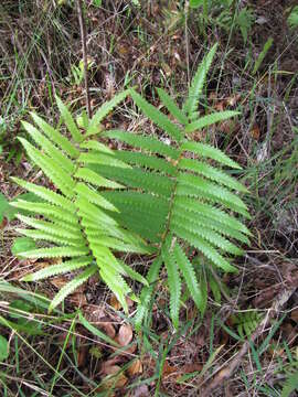 Image of Hottentot Fern