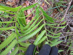 Image of Hottentot Fern