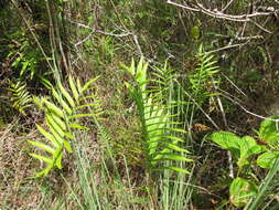 Image of Hottentot Fern