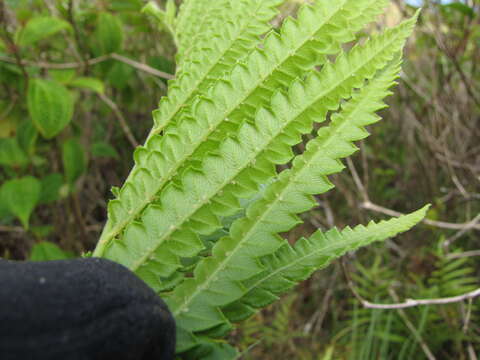 Image of Hottentot Fern