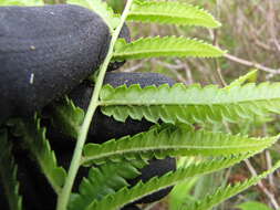 Image of Hottentot Fern