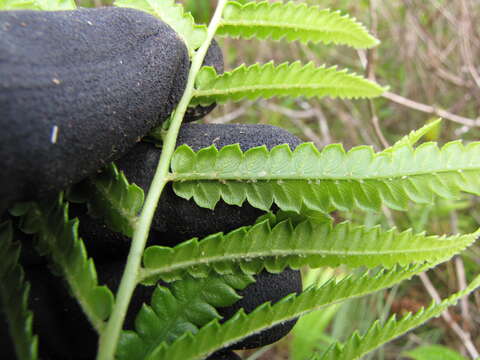 Image of Hottentot Fern