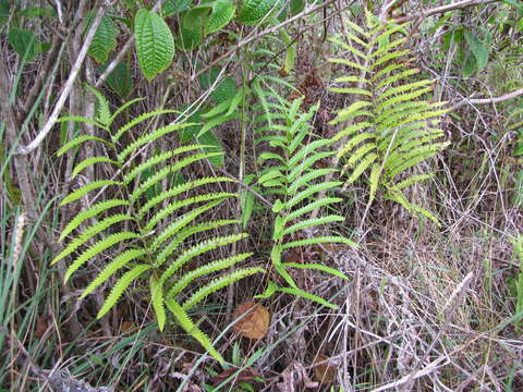 Image of Hottentot Fern