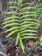 Image of Hottentot Fern