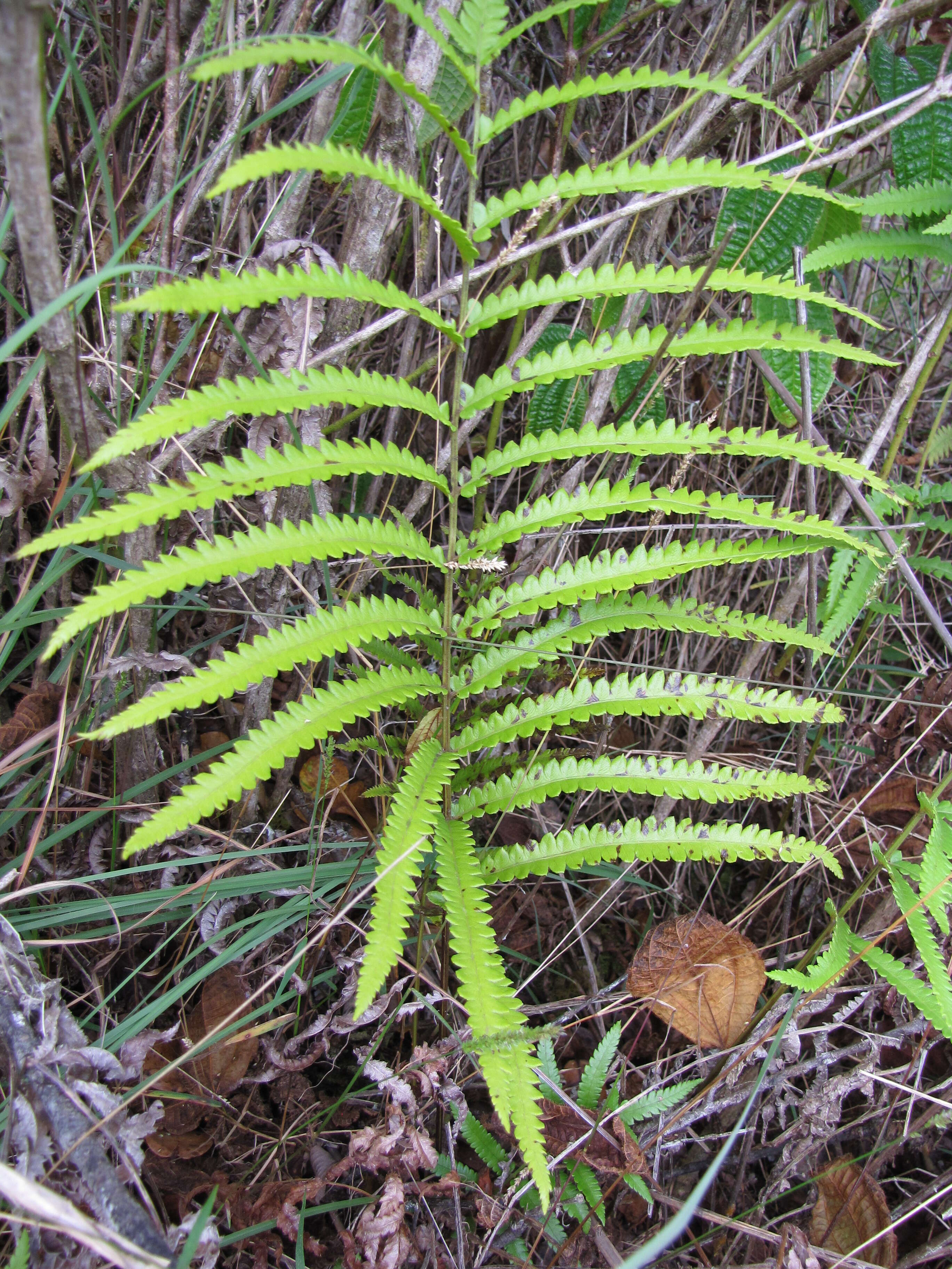 Image of Hottentot Fern