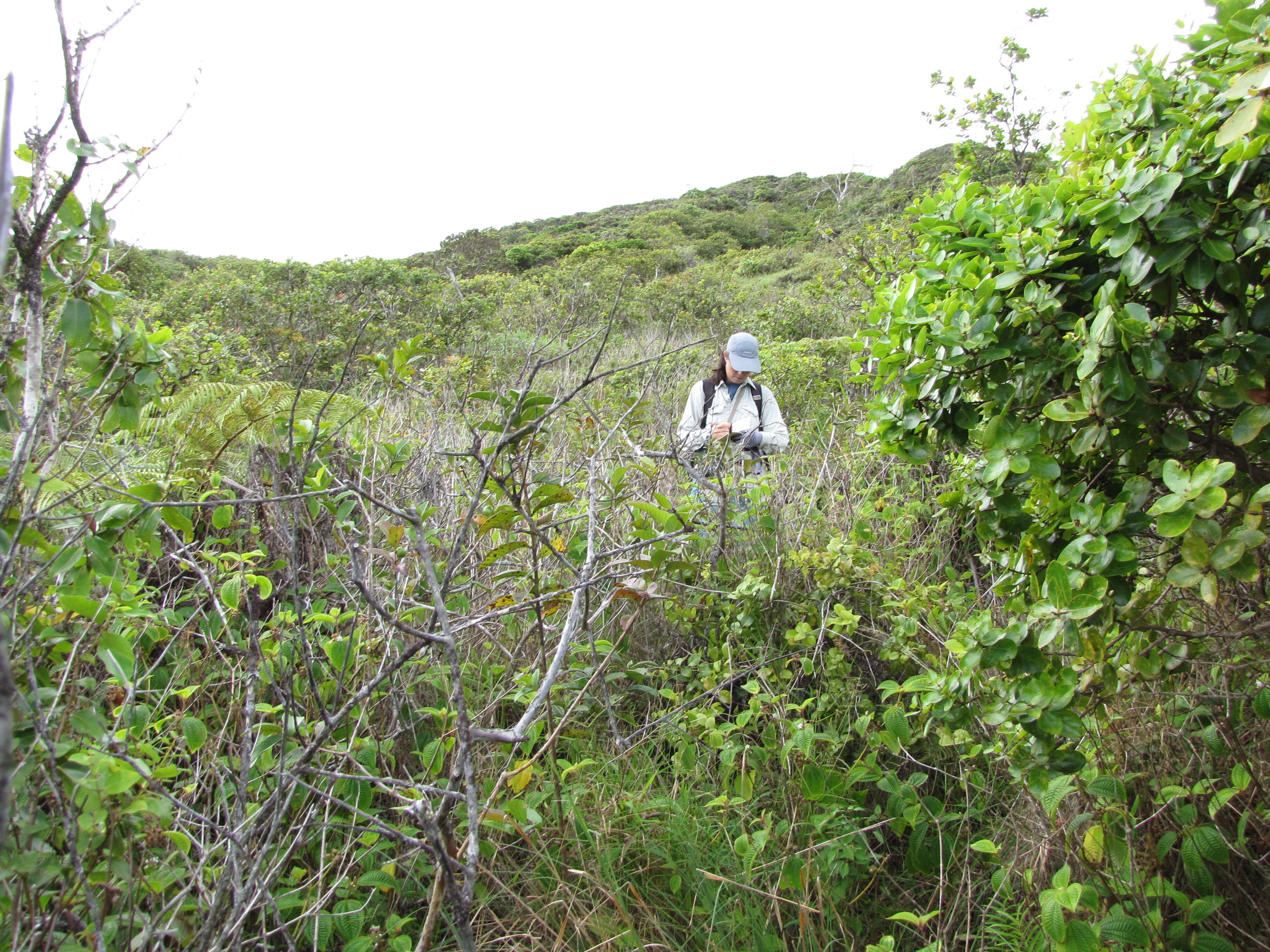 Image of soapbush