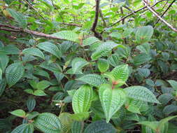 Image of soapbush