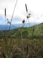 Sivun Fimbristylis dichotoma (L.) Vahl kuva