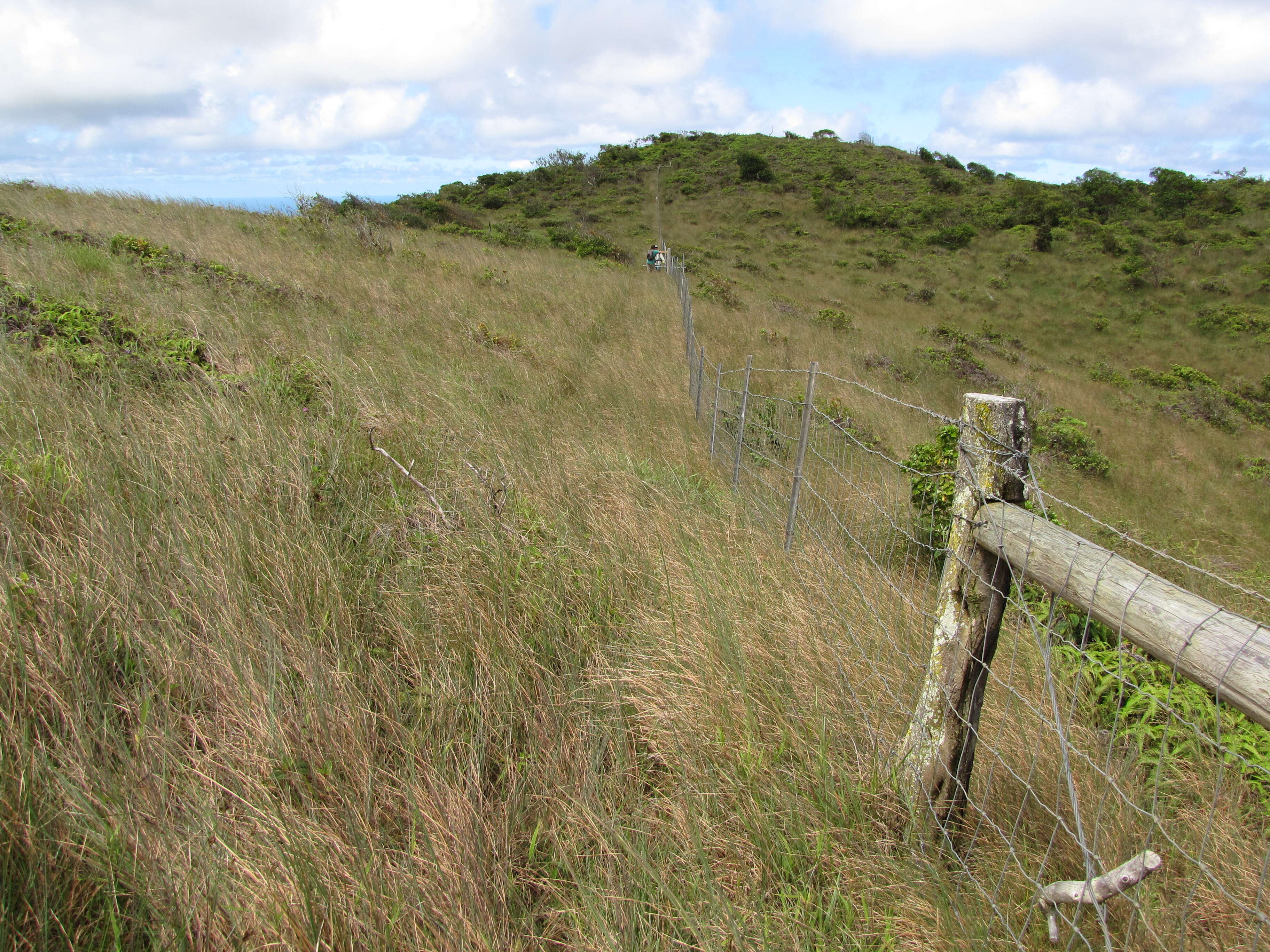 Image of Broomsedge Bluestem