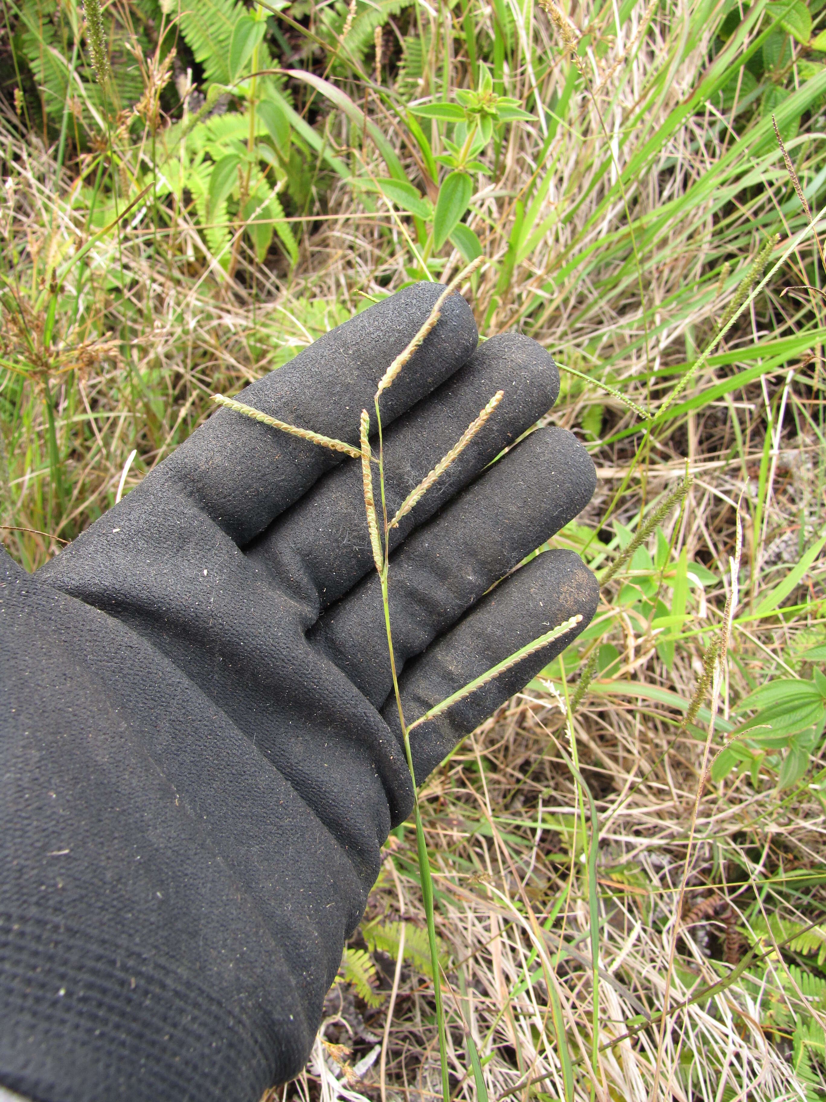 Слика од Paspalum dilatatum Poir.