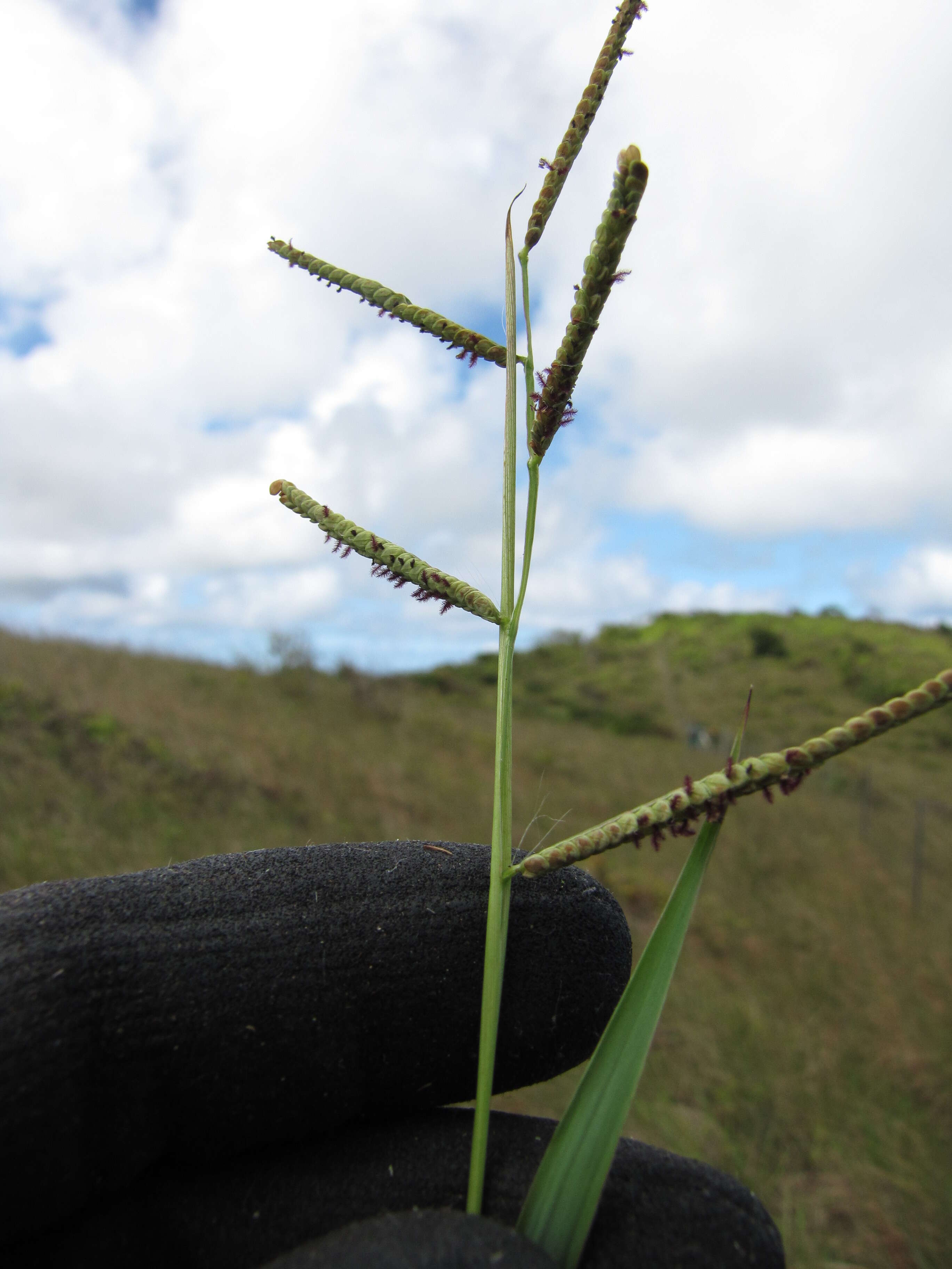 Слика од Paspalum dilatatum Poir.