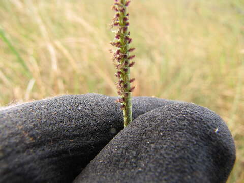 Image of dallisgrass