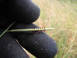 Image of dallisgrass