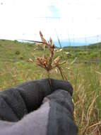 Sivun Fimbristylis dichotoma (L.) Vahl kuva